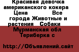 Красивая девочка американского кокера › Цена ­ 35 000 - Все города Животные и растения » Собаки   . Мурманская обл.,Териберка с.